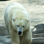 Polar Bear Spy on the Ice