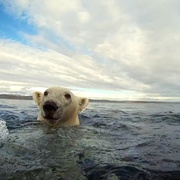 Polar Bears:  A Summer Odyssey
